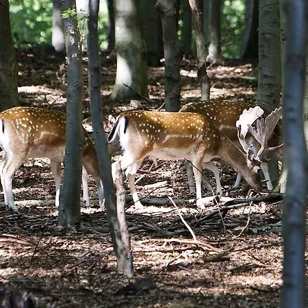Hedegaarden 3*